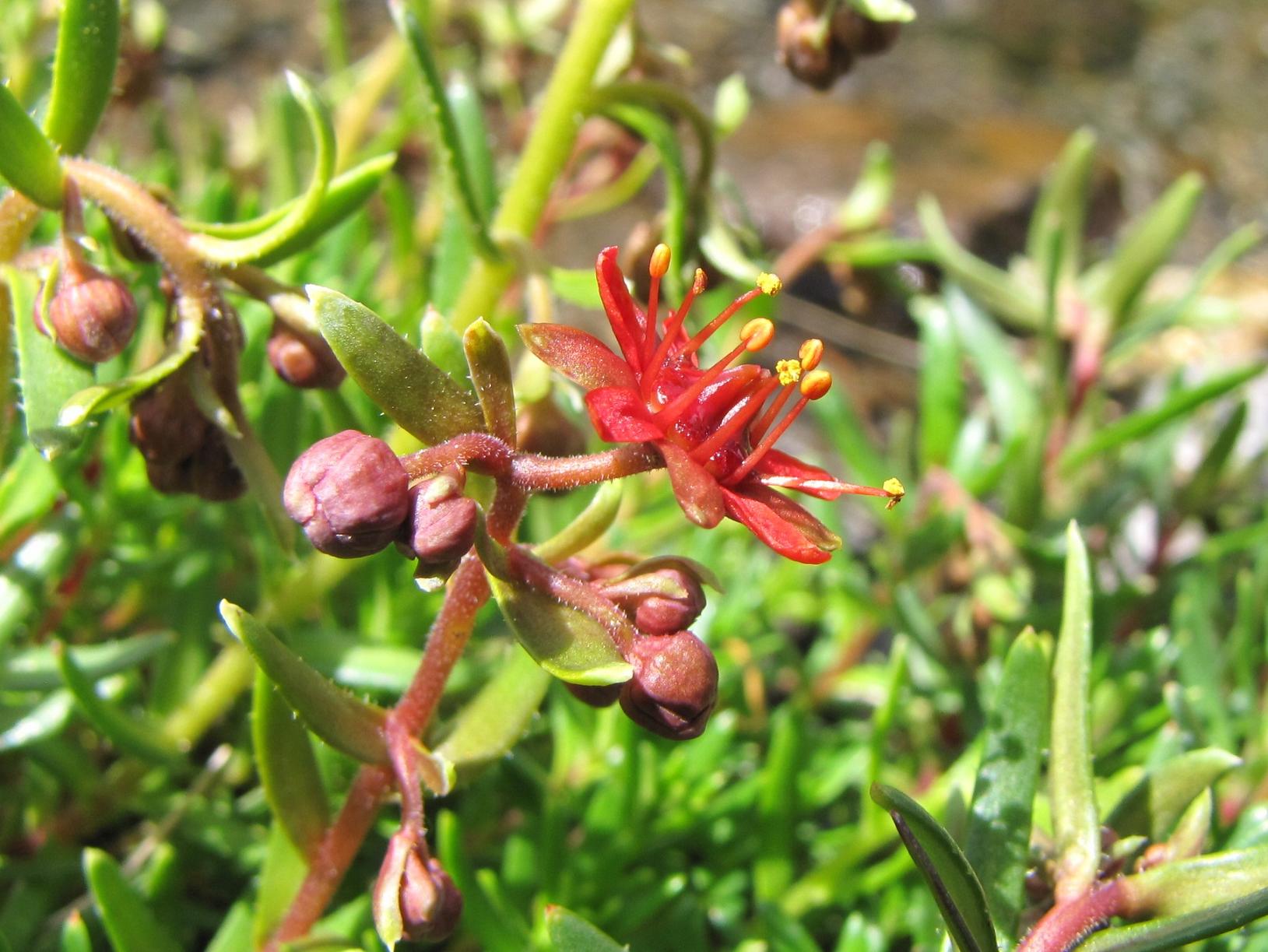 Saxifraga aizoides / Sassifraga autunnale